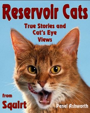 Cover for Reservoir Cats